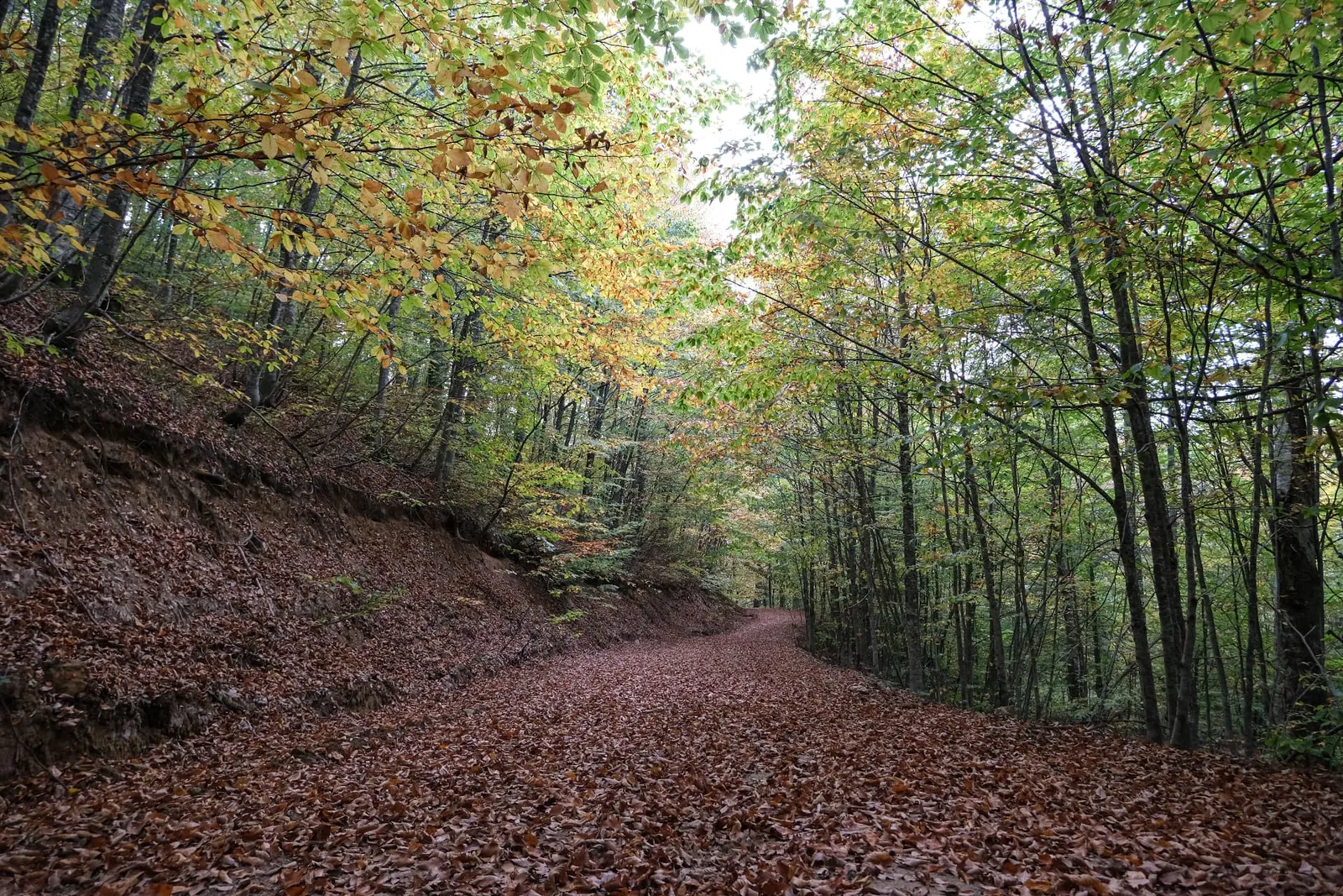 Leaf-covered path in the Montseny