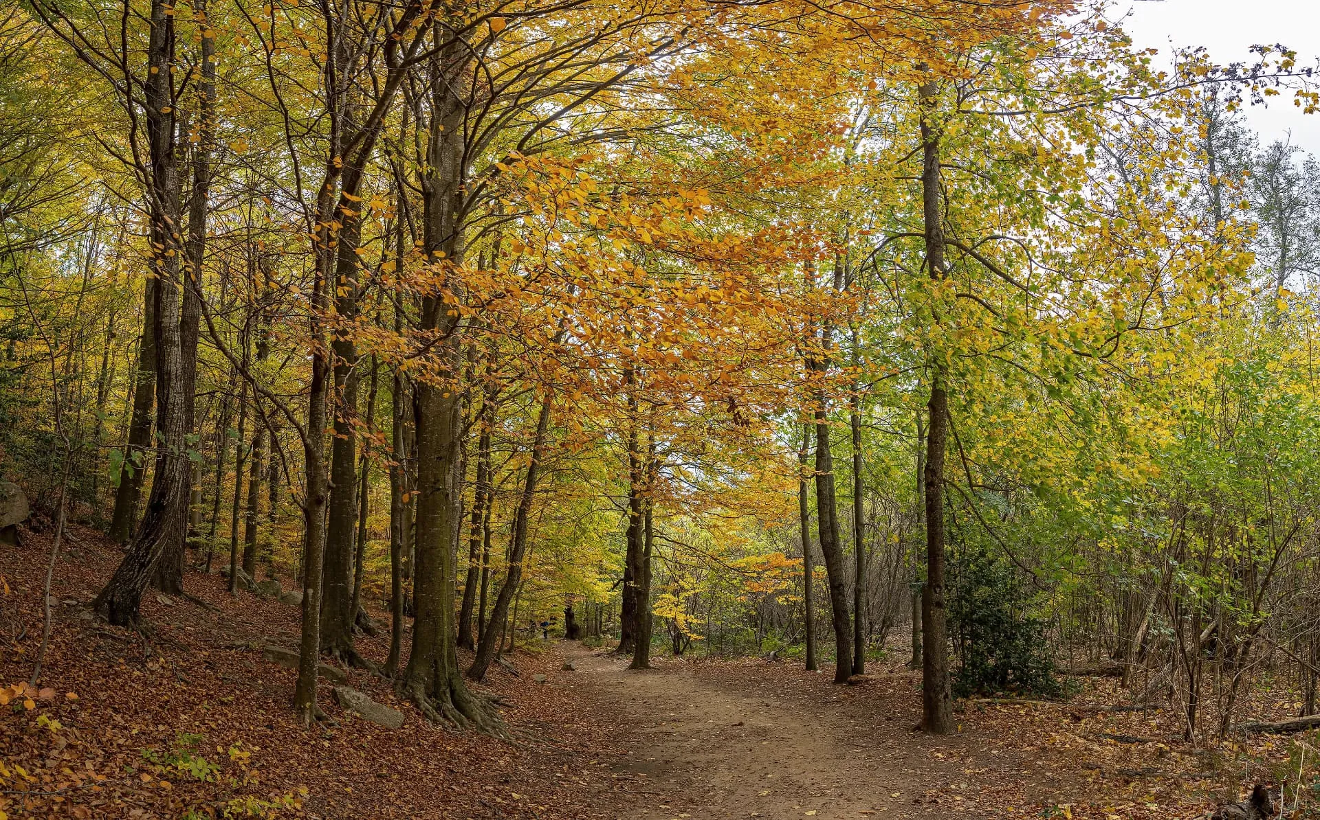Il Montseny, vicino a Barcellona