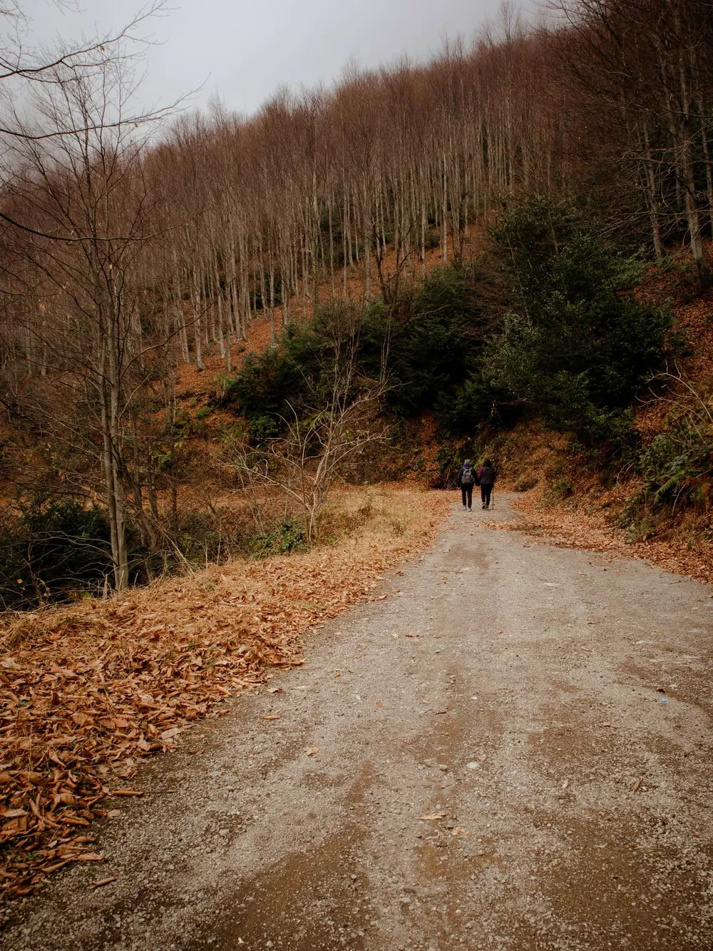 Two people walking quietly through the Montseny forest